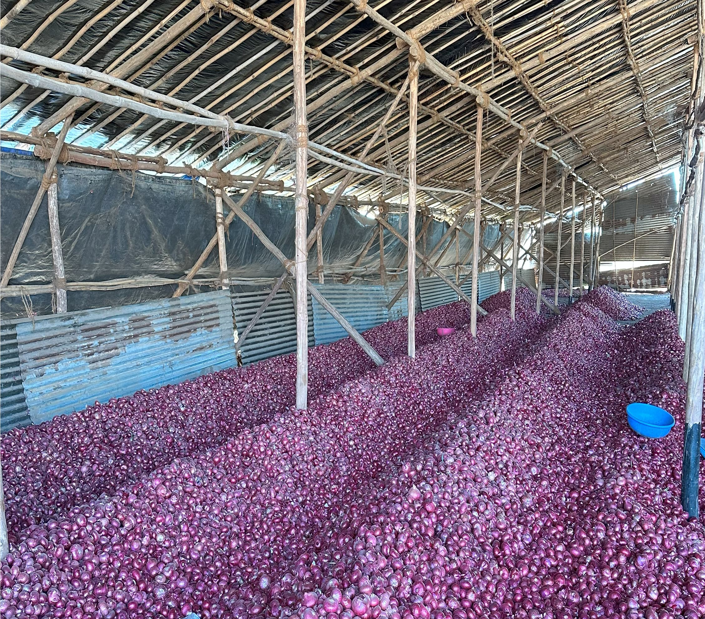 Red Onion Post-Harvest Process