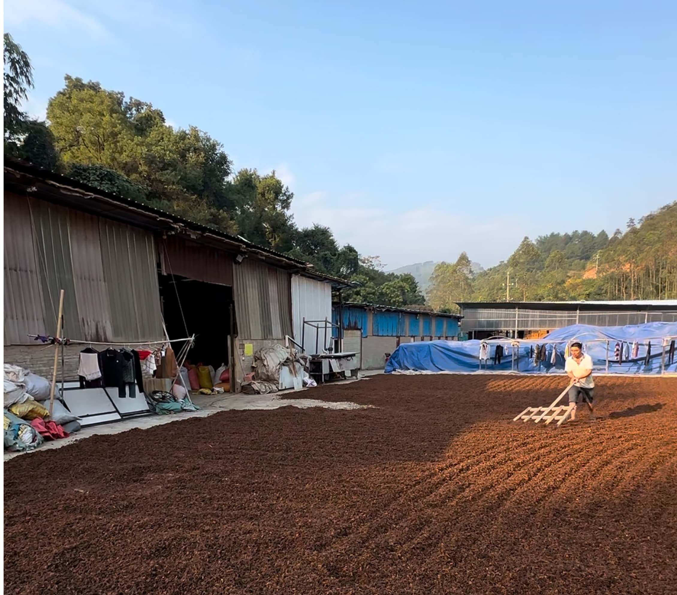 Star Aniseed in Guangxi, China